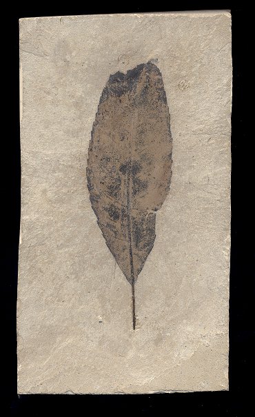 fossil allophylus leaf from Colorado, looks like a black raven feather
