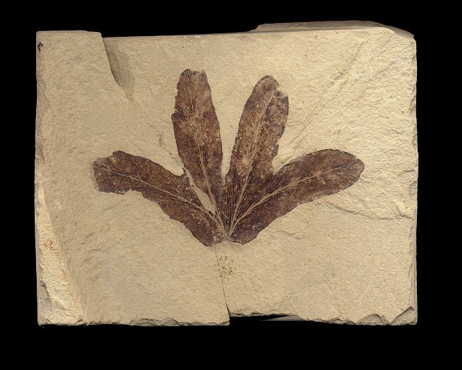 four oval shaped fossil fern leaves from Utah