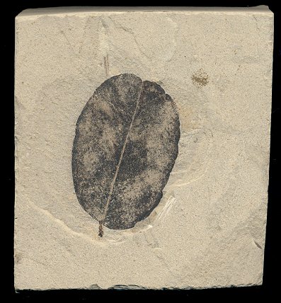 Black fossilized oval-shaped legume leaf from Colorado