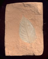 A white fossil leaf on a light red stone from Montana