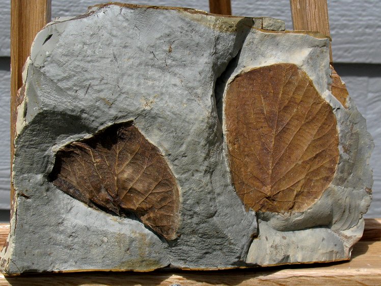Two broad, brown fossilized leaves with light brown veins in a gray rock with deep crevices from Montana