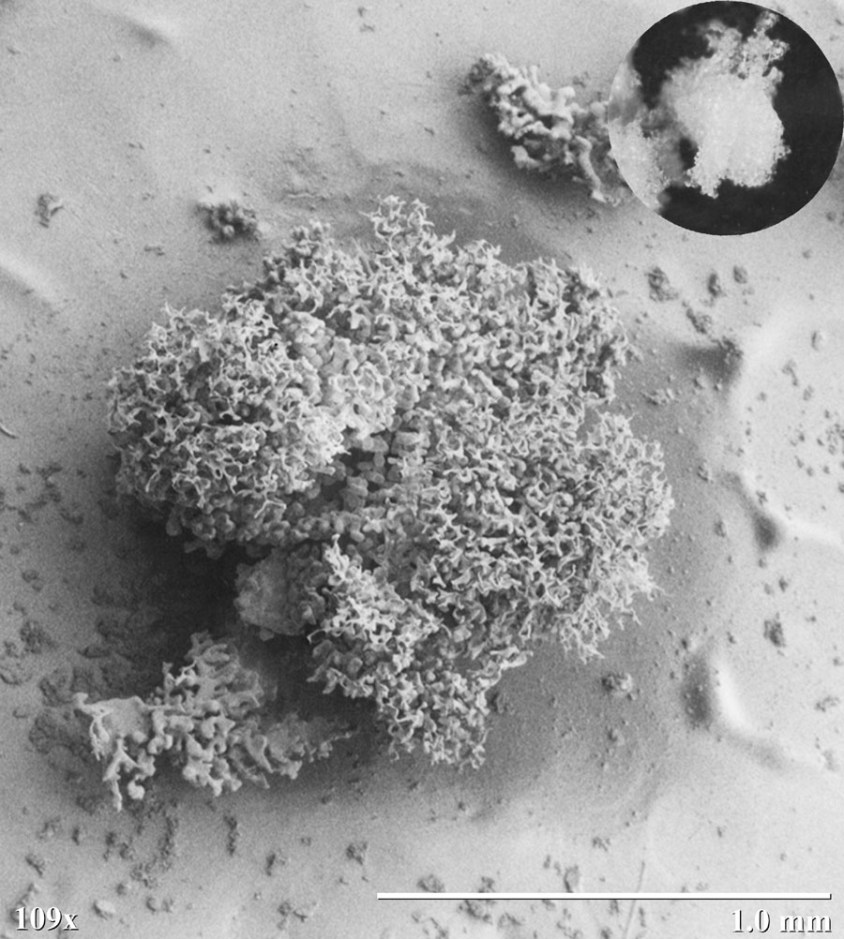 fluffy looking white snow crystals (rime)