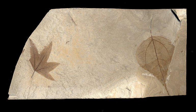 A sycamore leaf and a poplar leaf in the same stone slab (limestone?). They are light brown on a cream colored background and you can see the veins on the leaves.