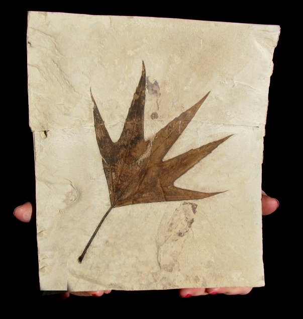 Fossilized brown pointy sycamore leaf from Colorado