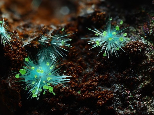 Thin turquoise spines with electric green balls on the ends create a shocking contrast in colors as they radiate out from the rough, dark brown rock below. 