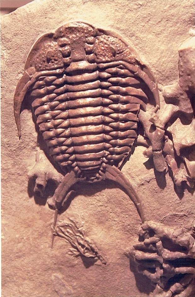 A fossil trilobite seen from above