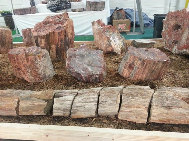 Huge pieces of petrified wood from Lincoln Curios. They are in a display that looks like a forest.