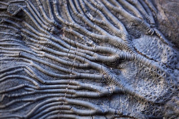 Close up view of a charcoal-colored fossil that looks like lots of branching tubes with stripes.