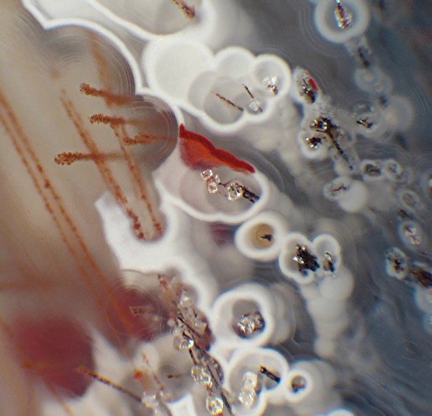 A red, white, and gray agate slab with long dark streaks and clear crystals inside round white circles, looking like pussy willows or some kind of flower.