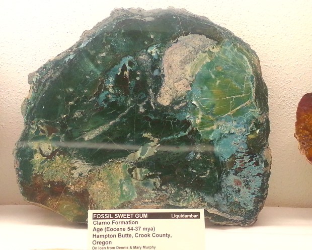 A big slab of petrified wood that is green