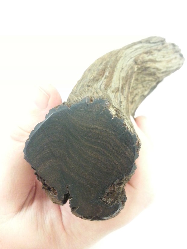 A piece of ironwood seen from below