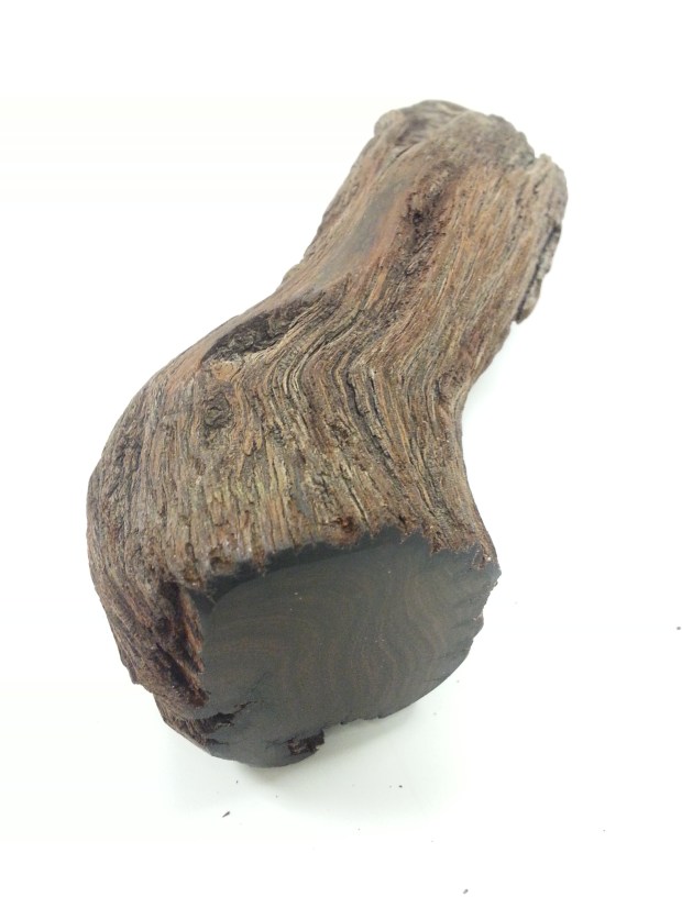 A piece of ironwood seen from the side.