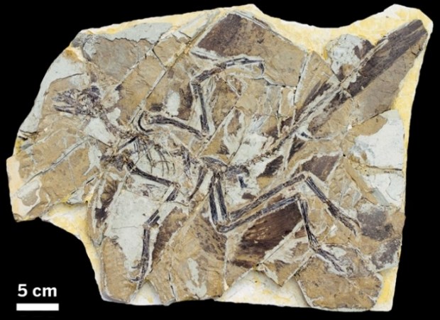 A dinosaur fossil of anchiomis huxleyi
