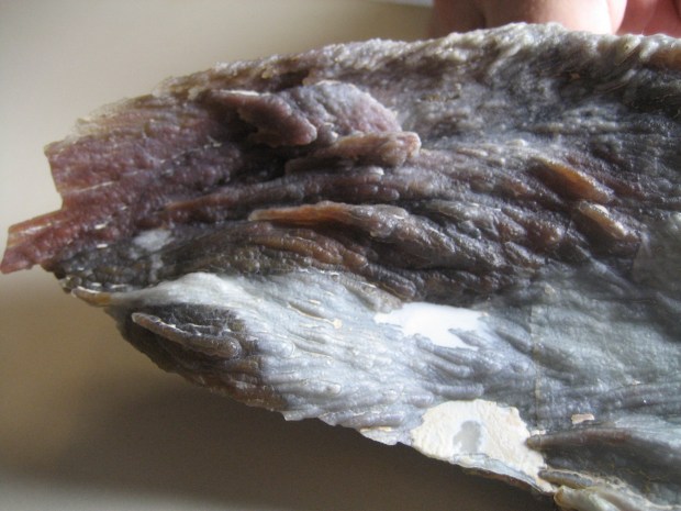 Close-up of red tube formations