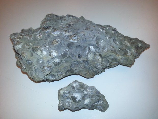 Lots of Composita shell fossils found in Kansas City