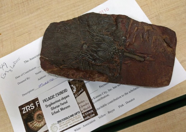 Crinoid fossil, about the size of a brick