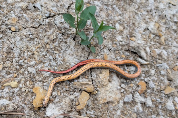 Ring snake colorful belly