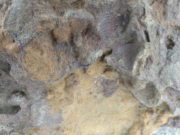 fossil in iron