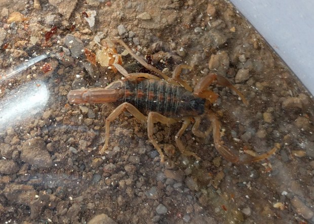 scorpion from Kansas