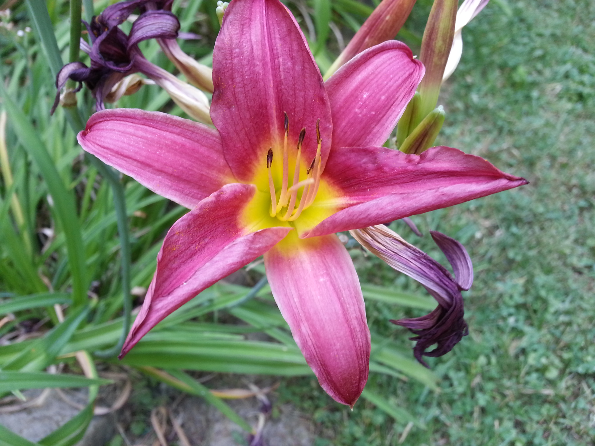 pink and yellow daylily