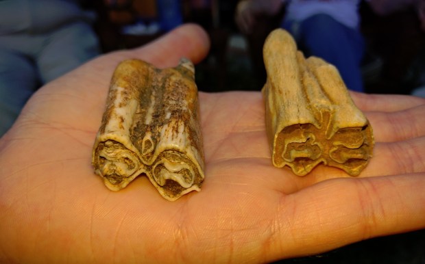 two fossilized teeth in the palm of a person's hand