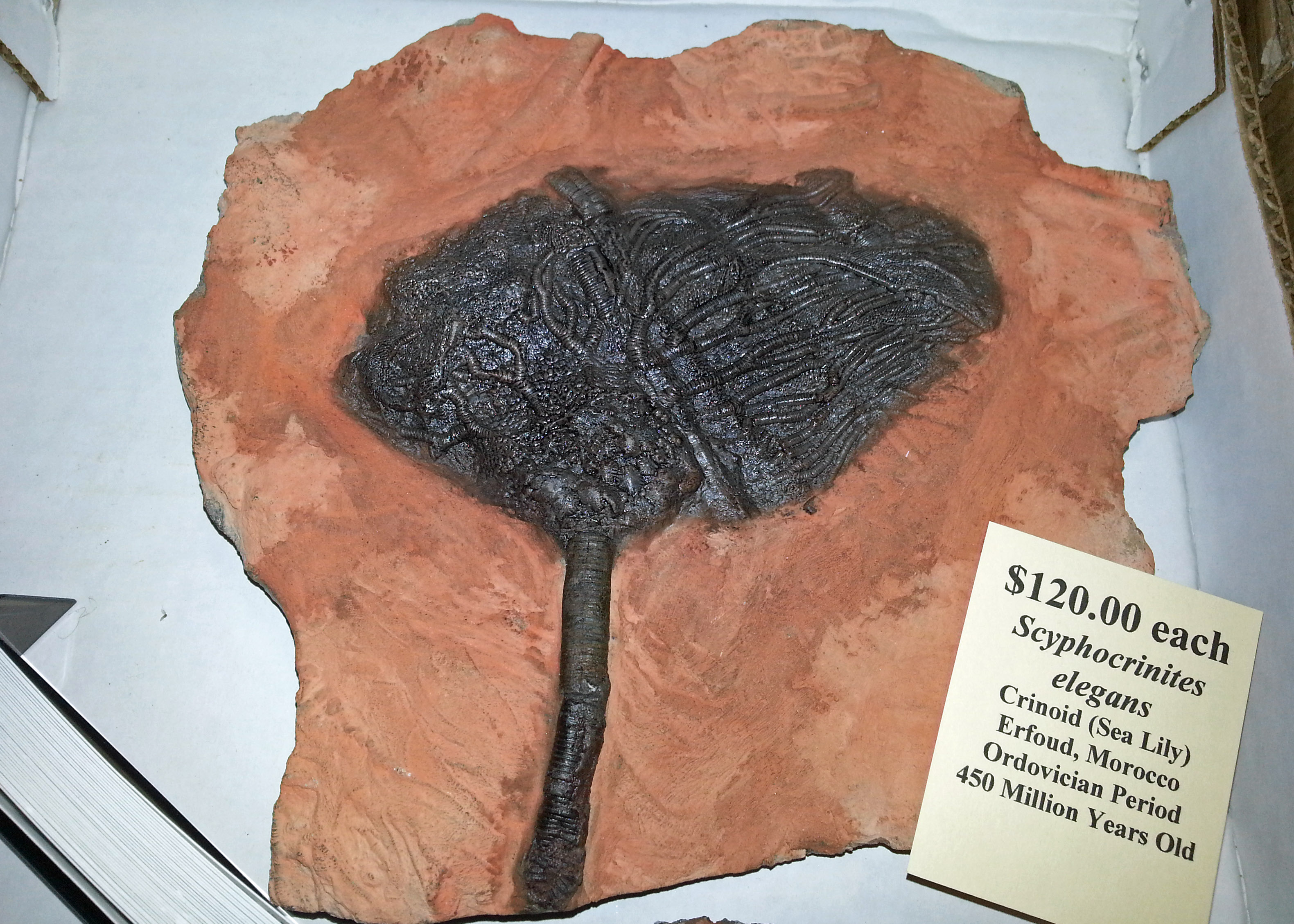 crinoid Scyphocrinites elegans fossil from Morocco