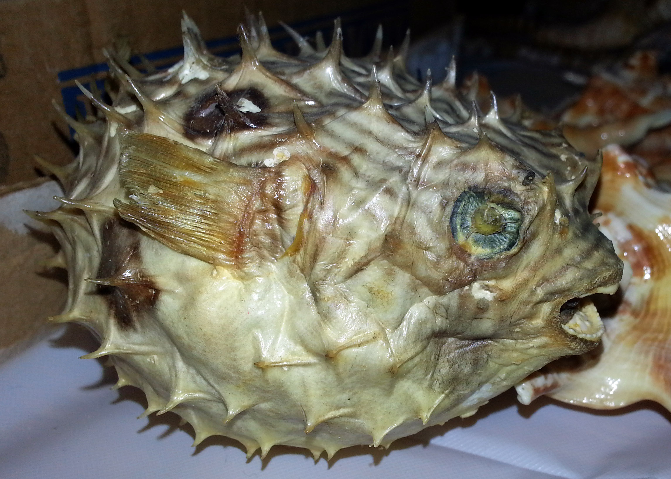 pufferfish