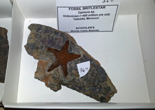 fossilized starfish britlestar ophiura morocco