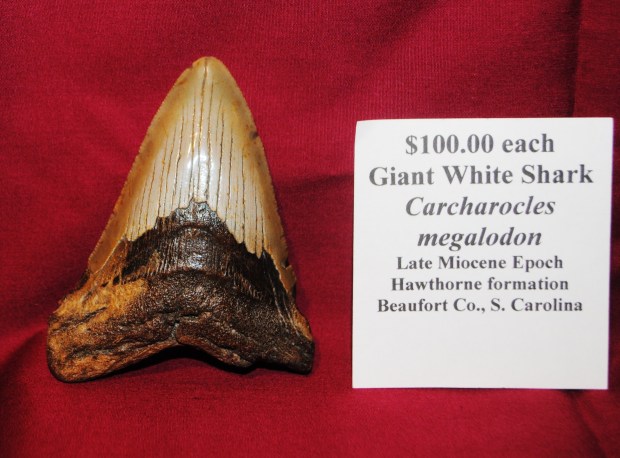 giant-shark-tooth