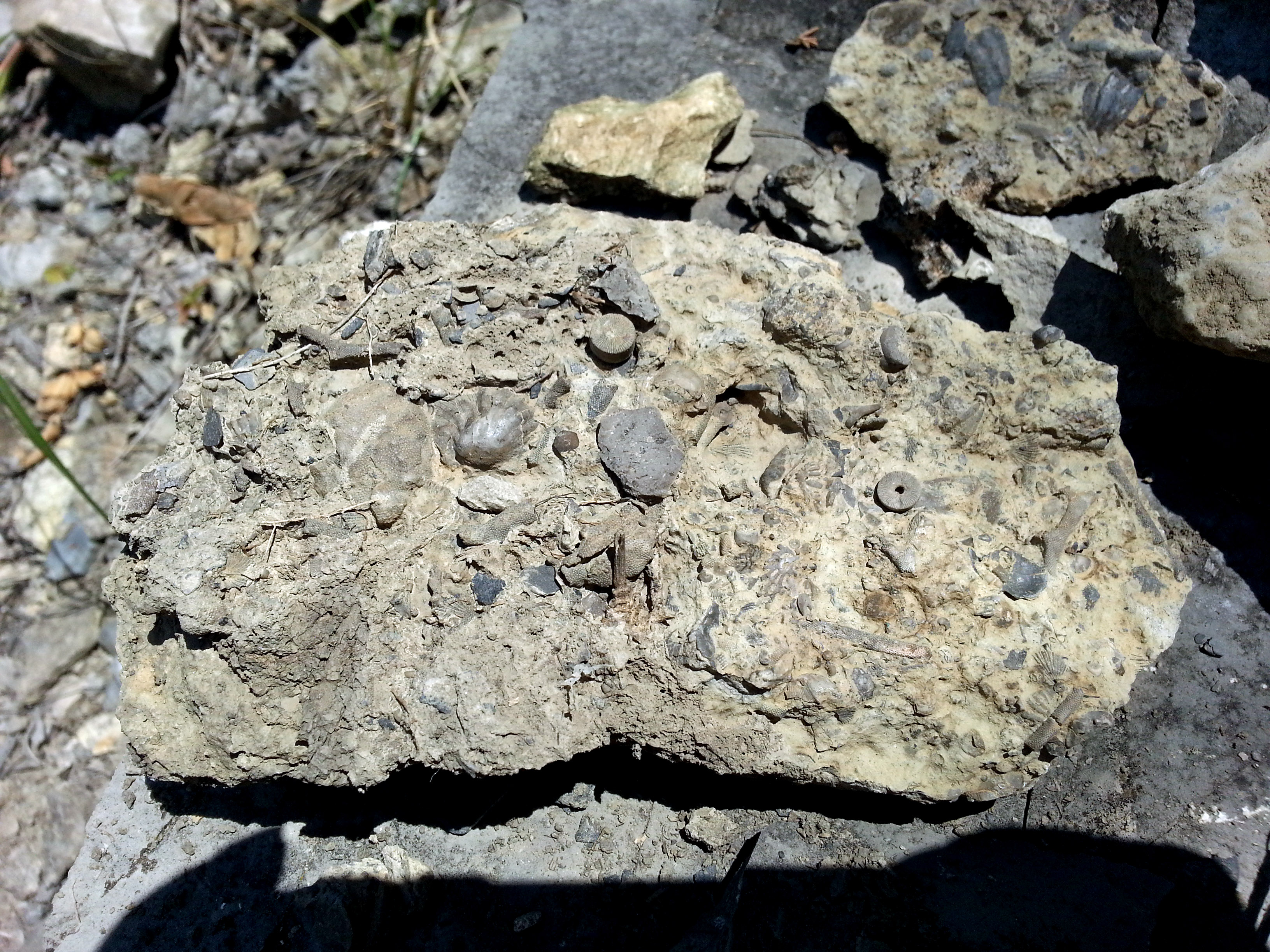 Composita fossils found in Kansas City. lots of crinoid stems and little fossils of many shapes 