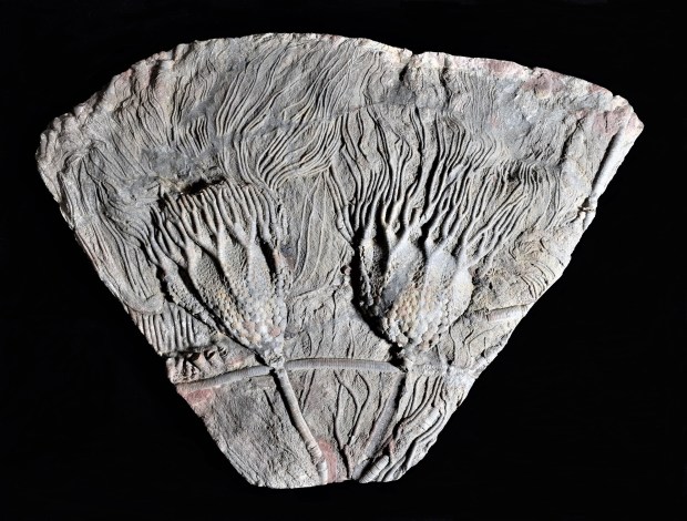 Scyphocrinites elegans - Crinoid with lobolith float Upper Silurian Period